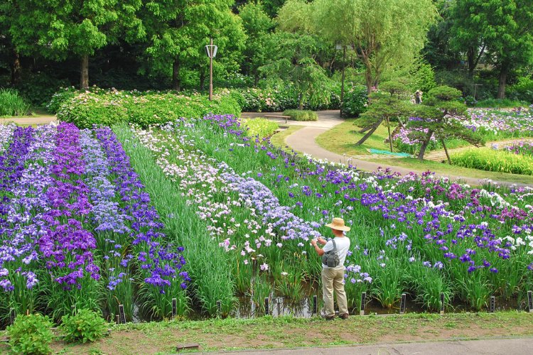🌸 요코스카 창포원(요코스카 쇼부엔) 이미지 10
